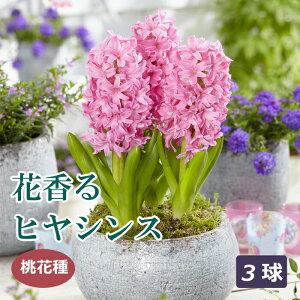 y\Ez ԍ qVX  Ԏ 3 sN F HA v^[͔| Ԓd ͔| Ԃ̑a y10㒆{菇z
