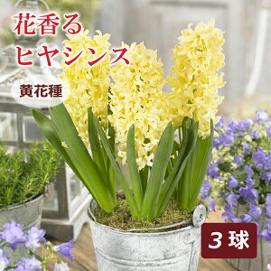 球根 ヒヤシンスの人気商品 通販 価格比較 価格 Com