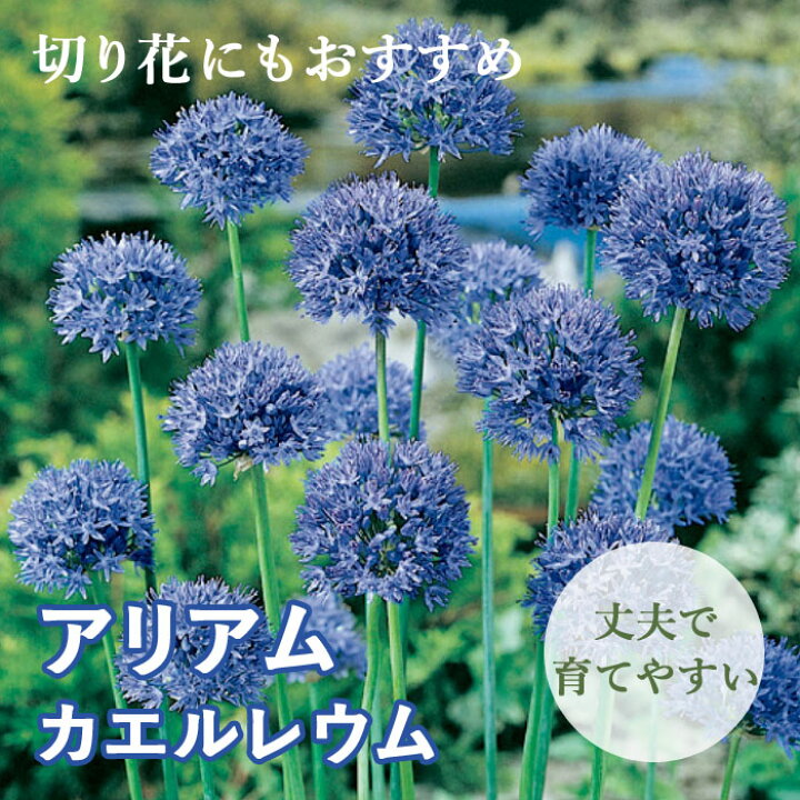楽天市場 球根 秋植え 花のかわいい アリアム アリウム カエルレウム １０球 花の大和 楽天市場店