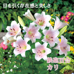 y\Ez SCS y J z  2 WsN eb|E  Lily S HA ~A A Ԓd Ԃ̑a y10㒆{菇z