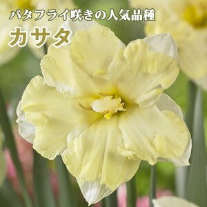 y\Ez   JT^ 2 o^tC炫 JbT[^ XCZ HA v^[͔| 񂹐A Ԃ̑a y10㒆{菇z
