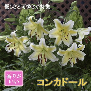 JTuJ  RJh[ i CG[ JTuJj1 IG^ [ S HA ~A Ԃ̑a