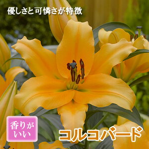 JTuJ  RRo[h iuCg IWj1 IG^ [ S HA ~A Ԃ̑a