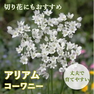 【10月上中旬より発送・早割】 花のかわいい アリアム アリウム 【 コーワニー 】 球根 10球 秋植え 初心…