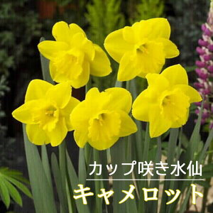   Lbg 2 Jbv炫 XCZ HA v^[͔| 񂹐A Ԃ̑a