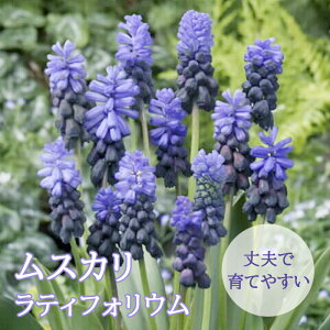 y\Ez XJ y eBtHE z  10 HA RNV 񂹐A fbJ[A Ԃ̑a y10㒆{菇z