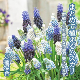 【予約・早割】 まとめて植える ムスカリ 【3種 混合 】 球根 25球 秋植え 寄せ植え 初心者向き デッカー植え 花の大和 【10月上中旬より順次発送】