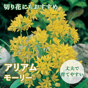 Ԃ̂킢 AA AE y [[ z  10 HA SҌ Ă₷ K[fjO Ԃ̑a