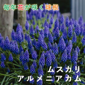 【予約・早割】 ムスカリ アルメニアカム 球根 10球 植えっぱなし 秋植え 寄せ植え プランター 花壇 毎年花が咲く 花の大和 【10月上中旬より順次発送】