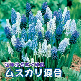 【予約・早割】 ムスカリ 混合 球根 10球 植えっぱなし 秋植え 寄せ植え プランター 花壇 毎年花が咲く 花の大和 【10月上中旬より順次発送】