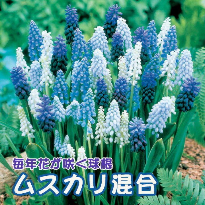 楽天市場 球根 植えっぱなし 秋植え ムスカリ 混合 １０球 毎年花が咲く 花の大和 楽天市場店
