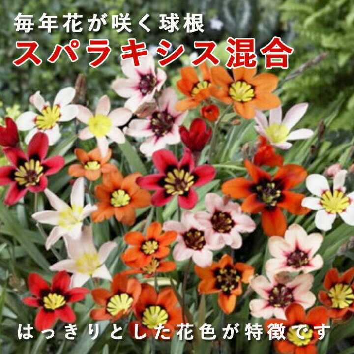 楽天市場 球根 植えっぱなし 秋植え スパラキシス 混合 １０球 毎年花が咲く 花の大和 楽天市場店