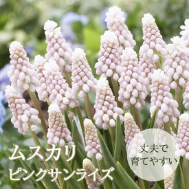 【予約・早割】 ムスカリ 【 ピンクサンライズ 】 球根 2球 秋植え コレクション 寄せ植え デッカー植え 花の大和 【10月上中旬より順次発送】