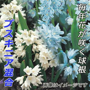 プスキニア 混合 球根 10球 植えっぱなし 秋植え 寄せ植え プランター 花壇 毎年花が咲く 花の大和
