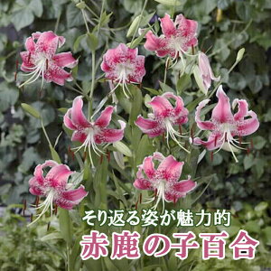 ̎qS  y  ̎q z1  JmR HA ~A S  lily [ Ԃ̑a