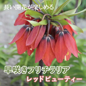 t`A bhr[eB  1 炫 HA S v^[ Ԓd ̓I 񂹐A Ԃ̑a