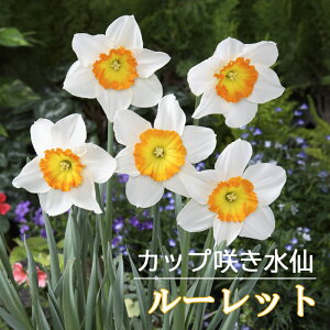 水仙 球根 ルーレット 2球 カップ咲き スイセン 秋植え プランター栽培 寄せ植え 花の大和
