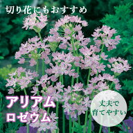 【10月上中旬より発送・早割】 花のかわいい アリアム アリウム 【 ロゼウム 】 球根 10球 秋植え 初心者…