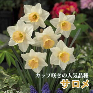 y\Ez   T 2 Jbv炫 XCZ HA v^[͔| 񂹐A Ԃ̑a y10㒆{菇z