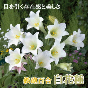 y\Ez SCS y Ԏ z  2 eb|E  Lily S zCg HA ~A A Ԓd Ԃ̑a y10㒆{菇z