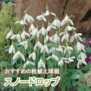 Xm[hbv GEFbV[  4 HA oGeB 񂹐A v^[ Ԓd K[fjO Ԃ̑a