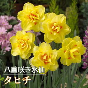 y\Ez   ^q` 2 d炫 XCZ HA v^[͔| 񂹐A Ԃ̑a y10㒆{菇z