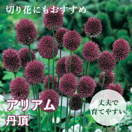 【10月上中旬より発送・早割】 花のかわいい アリアム アリウム 【 丹頂 】 球根 12球 秋植え 初心者向き…