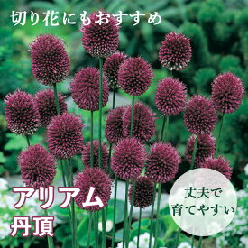 【予約・早割】 花のかわいい アリアム アリウム 【 丹頂 】 球根 12球 秋植え 初心者向き 育てやすい ガーデニング 花の大和 【10月上中旬より順次発送】