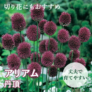 Ԃ̂킢 AA AE y O z  12 HA SҌ Ă₷ K[fjO Ԃ̑a