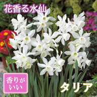 【10月上中旬より発送・早割】 花香る 水仙 球根 【 タリア 】2球 スイセン 切り花にも 秋植え 早春の花 …