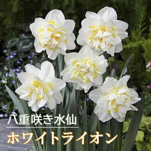 y\Ez   zCgCI 2 d炫 XCZ HA v^[͔| 񂹐A Ԃ̑a y10㒆{菇z