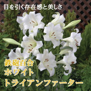 y\Ez SCS y zCggCAt@[^[ z  2 eb|E  Lily S HA ~A A Ԃ̑a y10㒆{菇z