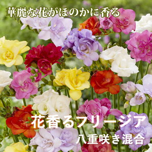 y\Ez t[WA  y d炫  z7 HA 񂹐A v^[ A Ԓd K[fjO | Ԃ̑a y10㒆{菇z