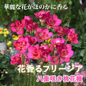 y\Ez t[WA  y d炫 Ԏ z7 HA 񂹐A v^[ A Ԓd K[fjO | Ԃ̑a y10㒆{菇z
