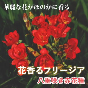y\Ez t[WA  y d炫 ԉԎ z7 HA 񂹐A v^[ A Ԓd K[fjO | Ԃ̑a y10㒆{菇z