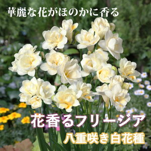 y\Ez t[WA  y d炫 Ԏ z7 HA 񂹐A v^[ A Ԓd K[fjO | Ԃ̑a y10㒆{菇z