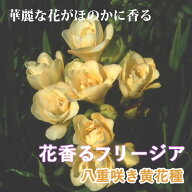 【10月上中旬より発送・早割】 フリージア 球根 【 八重咲き 黄花種 】7球 秋植え 寄せ植え プランター …