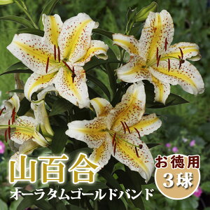 RS  y p 3z I[^ S[hoh S } Lilly [  Ԃ̑a