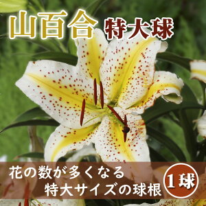 花数が多い 山百合 球根 【 特大球 】1球 オーラタム ゴールドバンド 百合 ヤマユリ Lilly リリー ゆり 花の大和