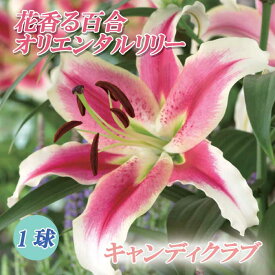 秋植え 球根 花香る百合 オリエンタルリリー キャンディクラブ ゆり ユリ 百合 ほのかに香る 1球