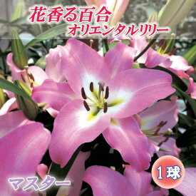 秋植え 球根 花香る百合 オリエンタルリリー マスター ゆり ユリ 百合 ほのかに香る 1球