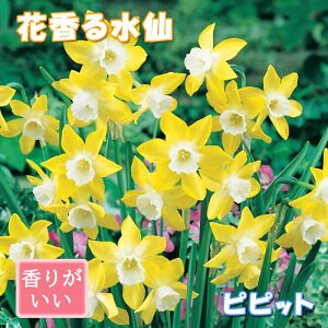 花香る 水仙 球根 【 ピピット 】2球 スイセン 切り花にも 秋植え 早春の花 寄せ植え 芳香 花の大和