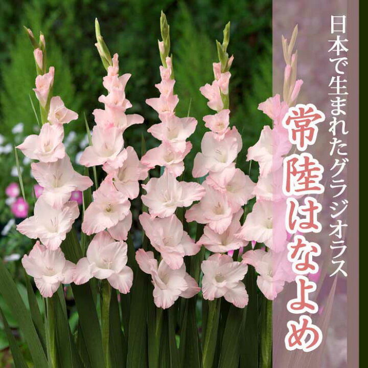 楽天市場 予約商品 早割価格 春植え 球根 日本で生まれた グラジオラス 常陸はなよめ 登録品種 10球 予約 3月後半より順次発送 花の大和 楽天市場店
