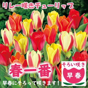 [炫 `[bv  tԁy t 낢炫 z7 A\[g Ԃ̑a