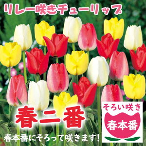 [炫 `[bv  tjԁy t{ 낢炫 z7 A\[g Ԃ̑a