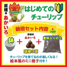 【10月上中旬より発送・早割】 はじめての チューリップ 栽培 セット 【 球根 +4号鉢+培養土+絵本風ミニ冊子】 あかいろ 赤 キット 花の大和