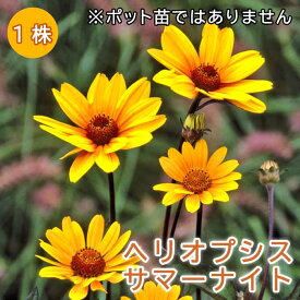 ヘリオプシス サマーナイト 球根 1株 暑さに強い 耐暑性 宿根草 冬植え 毎年花が咲く宿根草