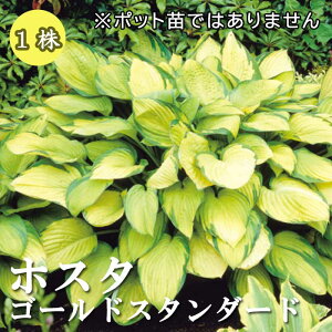 zX^ S[hX^_[h  1 A A VF[h M{EV ~A NԂ炭h Ԃ̑a