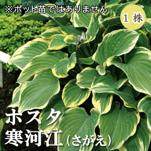 zX^ TKG ͍]  1 A A VF[h K[f M{EV ~A NԂ炭h Ԃ̑a