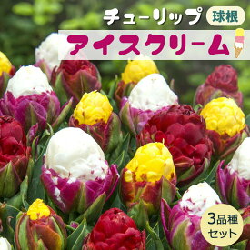 楽天市場 珍しい花 種の通販